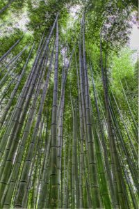 Bamboo-Forest