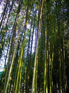 Bamboo-Grove-in-Jinju-진주-1