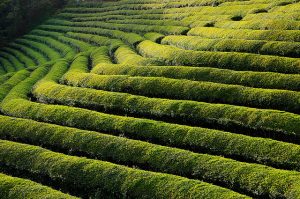 Boseong-Tea-Plantation보성차밭