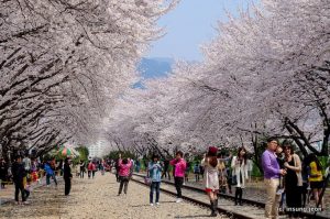 Jinhae-Gunhang-Festival-진해-군항제-Jinhae진해-South-Korea-682x453