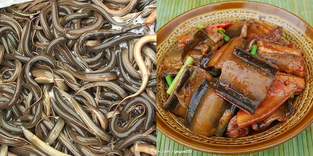 Chinese Swamp Eel