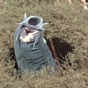 Hagfish1