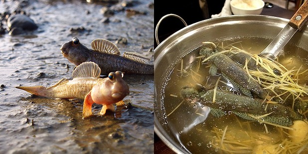 Mudskipper