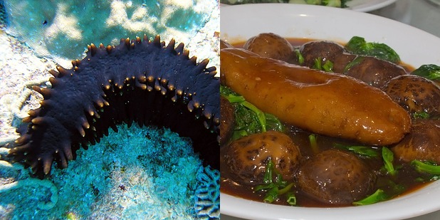 Sea Cucumber