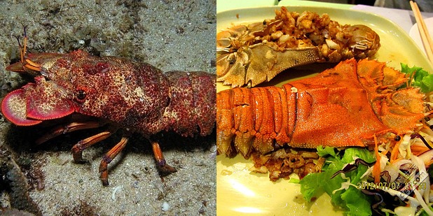 Slipper Lobster