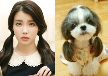 iu_dog