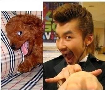 nohongchul_dog