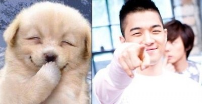 taeyang_dog