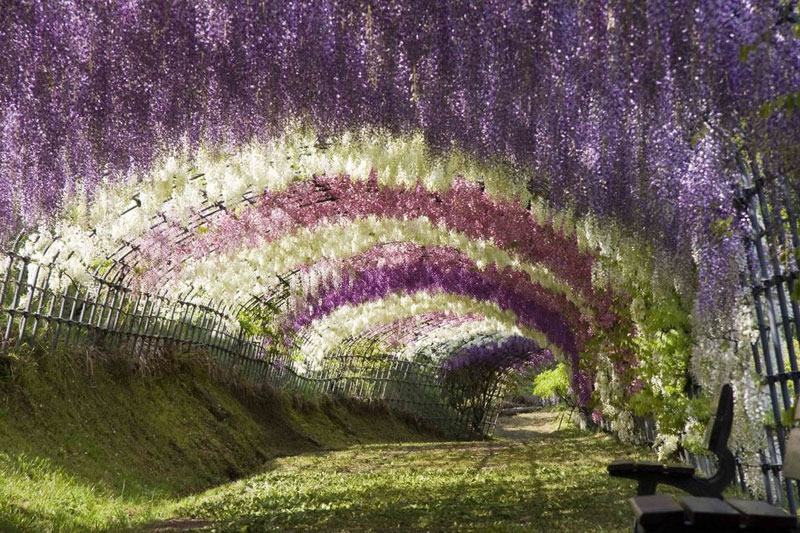 flower-tunnel-japan